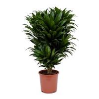 plantenwinkel.nl Dracaena compacta M kamerplant