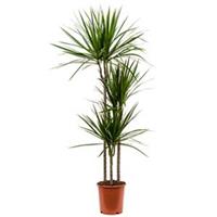 plantenwinkel.nl Dracaena marginata M kamerplant