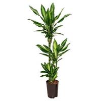 plantenwinkel.nl Dracaena cintho pelotas hydrocultuur plant