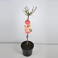 plantenwinkel.nl Rozen op stam Parfum de Nature Diamonds Forever - Op stam 70 cm - 1 stuks