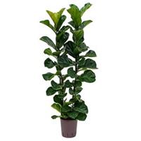 plantenwinkel.nl Ficus lyrata bambino 2pp hydrocultuur plant