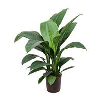 plantenwinkel.nl Spathiphyllum sensation S hydrocultuur plant