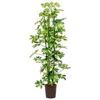 plantenwinkel.nl Schefflera gold capella 3pp hydrocultuur plant