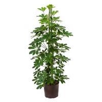 plantenwinkel.nl Schefflera arboricola 3pp hydrocultuur plant