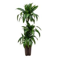 plantenwinkel.nl Dracaena hawaiian sunshine trio S hydrocultuur plant