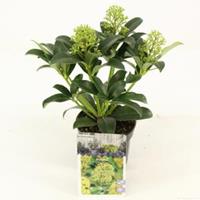 plantenwinkel.nl Skimmia (Skimmia Japonica â€œFragrant Cloudâ€) heester - 15-20 cm (P10,5) - 11 stuks