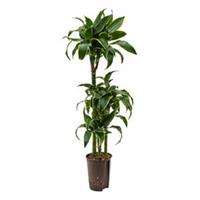 plantenwinkel.nl Dracaena dorado guatin hydrocultuur plant