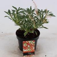 plantenwinkel.nl Rotsheide (Pieris â€œFlaming Silverâ€) heester - 20-25 cm (C2) - 6 stuks