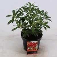 plantenwinkel.nl Rotsheide (Pieris â€œForest Flameâ€) heester - 20-25 cm (C2) - 6 stuks