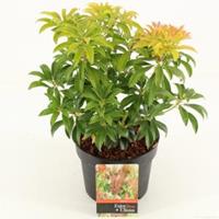 plantenwinkel.nl Rotsheide (Pieris Japonica â€œBonfireâ€) heester - 20-25 cm (C2) - 6 stuks