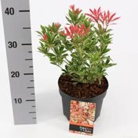 plantenwinkel.nl Rotsheide (Pieris Japonica â€œCarnavalâ€) heester - 6 stuks