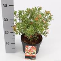 plantenwinkel.nl Rotsheide (Pieris Japonica â€œLittle Heathâ€) heester - 20-25 cm (C2) - 6 stuks