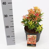 plantenwinkel.nl Rotsheide (Pieris Japonica â€œMountain Fireâ€) heester - 20-25 cm (C2) - 6 stuks