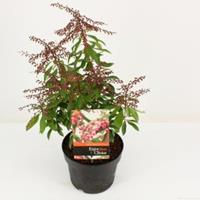 plantenwinkel.nl Rotsheide (Pieris Japonica â€œValley Valentineâ€) heester - 20-25 cm (C2) - 6 stuks