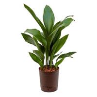 plantenwinkel.nl Aspidistra elatior M hydrocultuur plant