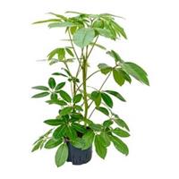 plantenwinkel.nl Schefflera amate M hydrocultuur plant