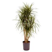 plantenwinkel.nl Dracaena marginata L hydrocultuur plant