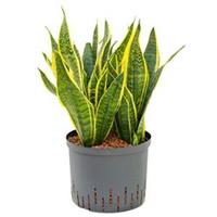 plantenwinkel.nl Sansevieria futura superba L hydrocultuur plant