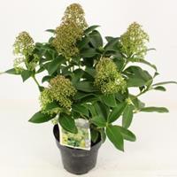 plantenwinkel.nl Skimmia (Skimmia Japonica â€œFragrant Cloudâ€) heester - 20-25 cm (P15) - 6 stuks