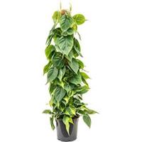 plantenwinkel.nl Philodendron scandens brasil mosstok 100 kamerplant