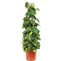 Philodendron scandens brasil colomnae M kamerplant