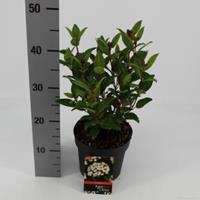 plantenwinkel.nl Sneeuwbal (Viburnum tinus â€œLadybirdâ€®) heester - 20-25 cm (C2) - 6 stuks