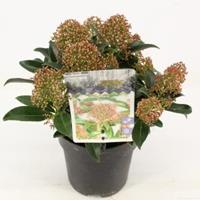 plantenwinkel.nl Skimmia (Skimmia Japonica â€œMarlotâ€) heester - 10-15 cm (P13) - 8 stuks