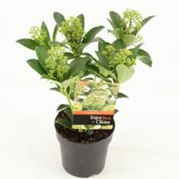 plantenwinkel.nl Skimmia (Skimmia Japonica â€œFragrant Cloudâ€) heester - 20+ cm (P13) - 8 stuks