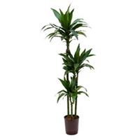 plantenwinkel.nl Dracaena janet craig trio hydrocultuur plant