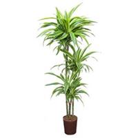 plantenwinkel.nl Dracaena lemon lime santoa hydrocultuur plant