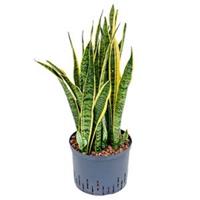 plantenwinkel.nl Sansevieria laurentii L hydrocultuur plant