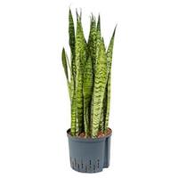 plantenwinkel.nl Sansevieria zeylanica XL hydrocultuur plant