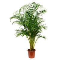 plantenwinkel.nl Areca Palm lutescens M kamerplant