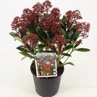 plantenwinkel.nl Skimmia (Skimmia Japonica â€œRubellaâ€) heester - 25-30 cm (P15) - 6 stuks