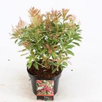 plantenwinkel.nl Rotsheide (Pieris Japonica â€œRaltoâ€ PBR) heester - 20-25 cm (C2) - 6 stuks