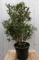 Olijfboom Olea Europaea 90 cm