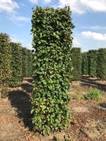 Quickhedge Tilia cordata 250 cm