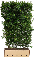 Quickhedge Ilex meserveae Blue Prince 200 cm