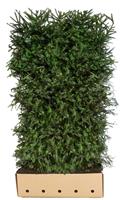 Quickhedge Picea Abies 200 cm