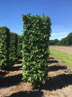 Quickhedge Carpinus betulus purpurea 250 cm