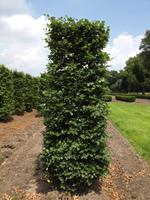 Quickhedge Fagus sylvatica 250 cm