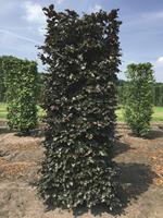 Quickhedge Fagus sylvatica atropunice 250 cm