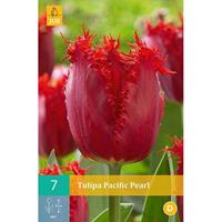 Tulp Pacific pearl 7 bollen