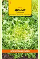 Oranjeband Andijvie st Laurent Cichorium endivia - Andijvie - 3 gram