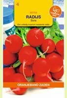 Oranjeband Radijs Sora Raphanus sativus - Radijs - 10 gram