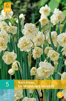 Tuinland Bloembollen Narcissus Sir Winston Churchill 5 bollen