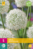 Tuinland Allium Bloembollen Mount Everest 5 Stuks