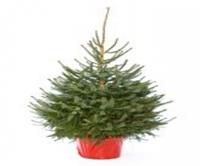 Intergard Kerstboom Picea abies 175cm