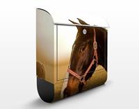Klebefieber Briefkasten Early Horse