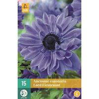 Anemone cor. Lord Lieutenant bloembol JUB 15 stuks - Jub